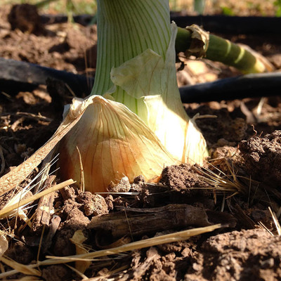 VibeX LX-47 - Texas Grano Onion SpringSummer Fall - (4500 Seeds) Seed(4500 per packet)