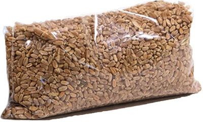 VibeX XLL-52 - Cat Grass Hard Red Winter Wheat - (2500 Seeds) Seed(2500 per packet)