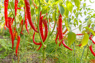 Kodali Hybrid F1 Chilli Seeds Pack Of 61 Seed(61 per packet)