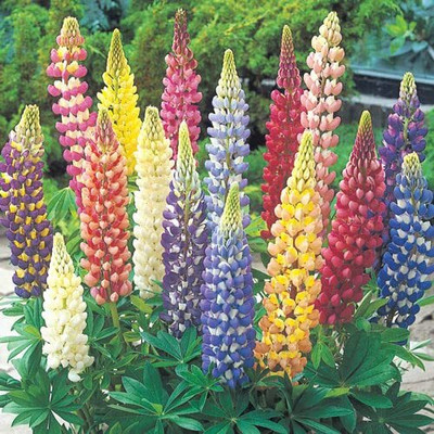 Lorvox Lupin Mix Dwarf Flower Seed(24 per packet)