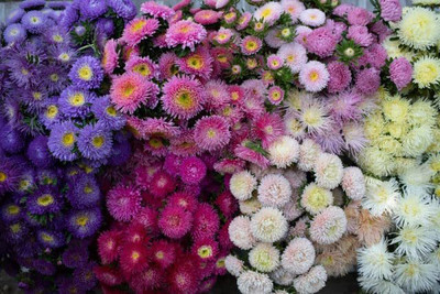 KANAYA Aster Princess Mixed Flower Seed(22 per packet)