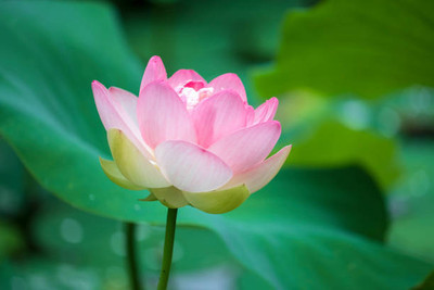 dorvik collections lotus,kamal gatta Seed(10 per packet)