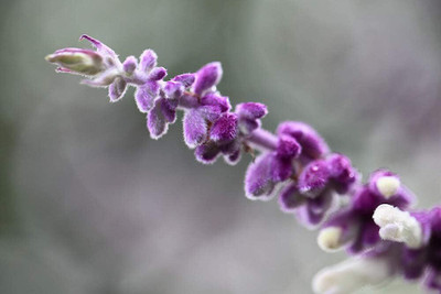 Qualtivate XXX-2A Dwarf Mexican Sage - Salvia leucantha Seed(100 per packet)