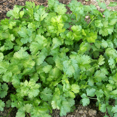 Cloud Farm Coriander Dhaniya Seed(200 per packet)