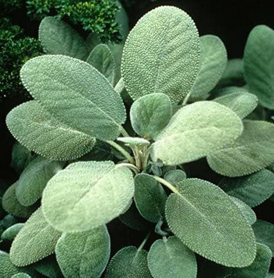VibeX ® XXL-428 Culinary Sage Seeds Seed(200 per packet)