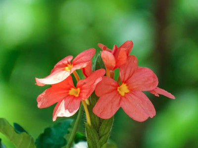 BASF kanakambaram-firecracker-crossandra Seed(37 per packet)