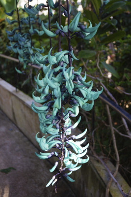 Pbevergreen jade vine beautiful flower hybrid seeds 1-packet Seed(55 per packet)