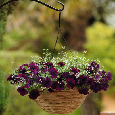 CYBEXIS VXI-19 - Burgundy Velour Easy Wave Petunia Flower - (540 Seeds) Seed(540 per packet)