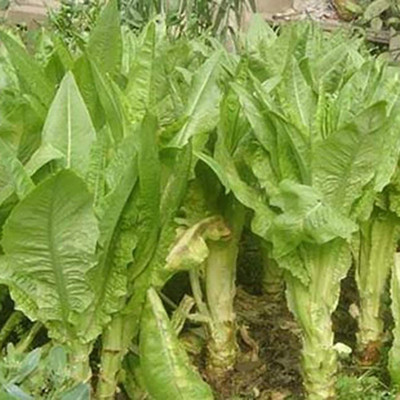 CYBEXIS Vegetable Seeds for Garden - Romaine Lettuce Seeds-500 Seeds Seed(500 per packet)