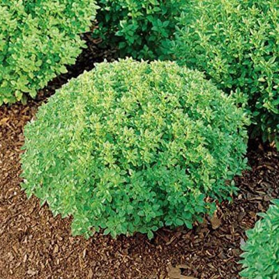 Qualtivate NDIR-4 Basil Minette Dwarf Fine Bush Seed(1000 per packet)