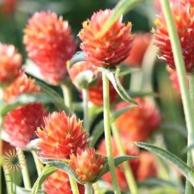 STARKC Orange Gomphrena Seed(80 per packet)