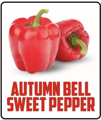 Biosnyg Hybrid Sweet Red Capsicum Seeds for Home Gardening-(200 Seeds) Seed(200 per packet)