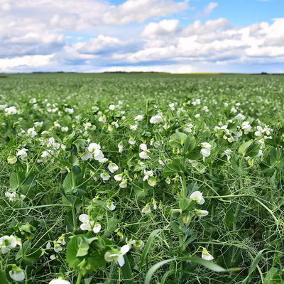 CYBEXIS VVI-89 - Spring Field Peas - (100 Seeds) Seed(100 per packet)