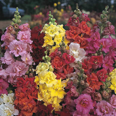 CRGO ANTIRRHINUM Seed(50 per packet)