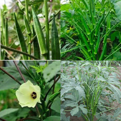 ibains Bhindi seeds hybrid 13 Seed(13 per packet)