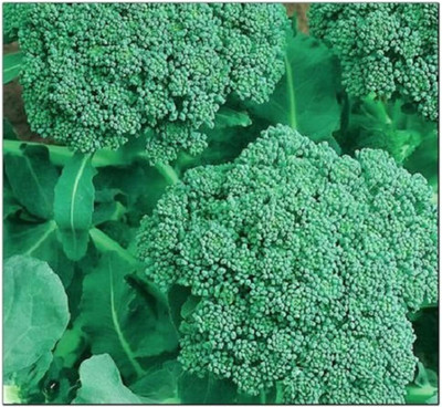 WILLVINE GOI -XI Broccoli Seeds | Non-GMO | Fresh Garden Seeds [1g] Seed(300 per packet)