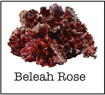 VibeX KGF -54 - Beleah Rose Lettuce - (1350 Seeds) Seed(1350 per packet)