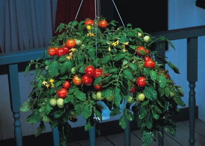 KNESSiN Tomato - Tumbler F1-{800 Seeds} Seed(800 per packet)