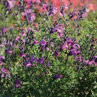 CYBEXIS Salvia, Arctic Blaze Purple100 Seeds Seed(100 per packet)