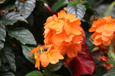 CORUS kanakambaram-firecracker-crossandra Seed(39 per packet)