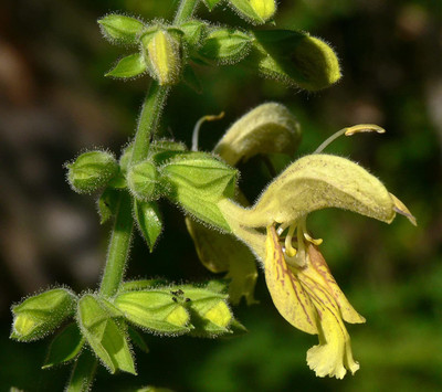 WILLVINE XLL-406 Salvia Glutinosa Jupiter Distaff Sage Seed(200 per packet)