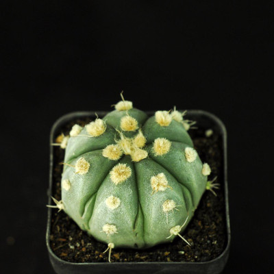 NooElec Seeds India All Seasons Astrophytum Asterias Ooibo Succulent Seed(35 per packet)