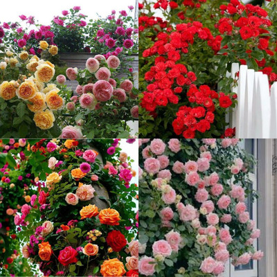 ibains Wild Rose Climbing Vine Flower no of seeds 24 Seed(24 per packet)