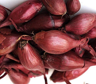 WILLVINE AMR -VII Sweet Red Shallot Onion [50g] Seed(30000 per packet)