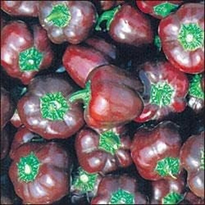 KNESSiN Easy to Grow Mini Chocolate Capsicum Seeds For Gardening-(100 Seeds) Seed(100 per packet)