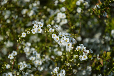 FRESHO gypsophila flower Seed(200 per packet)