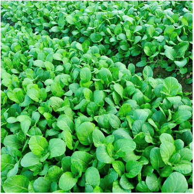 WILLVINE PUSA -II Tat SOI Chinese Cabbage Seeds [50g] Seed(15000 per packet)