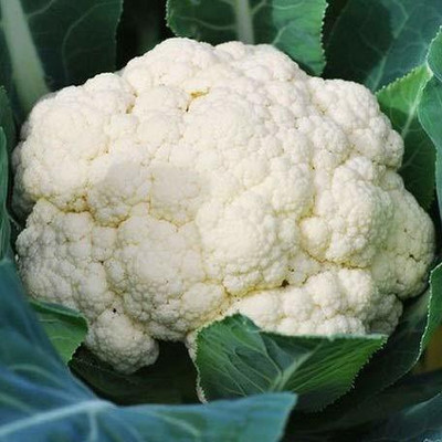 CYBEXIS XLL-86 - Cauliflower White Vegetable - (150 Seeds) Seed(150 per packet)