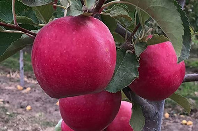 Aywal HYBRID FRESH RED APPLE Seed(13 per packet)