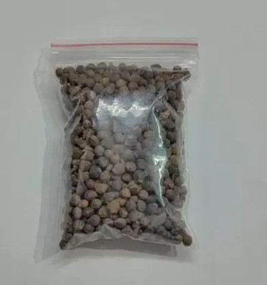 MAA Malabar Spinach, Malabar Seed(10 per packet)