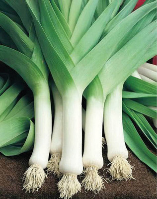 WILLVINE MEH -I Leek Green Onion [25g] Seed(15000 per packet)