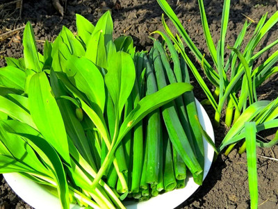 WILLVINE AMR -XI Ramsons Buckrams Wild Onion [5g] Seed(3000 per packet)
