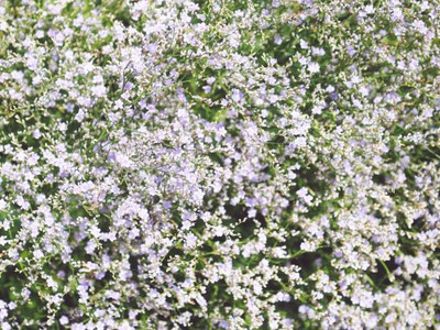 Plantzone gypsophila flower Seed(50 per packet)