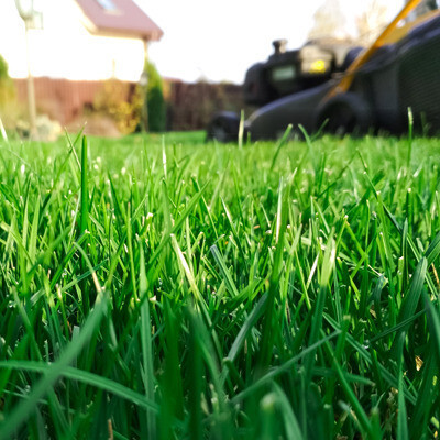 SEEDARIA Lawn Grass seeds for small home garden high quality carpet grass Seed(6100 per packet)