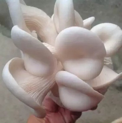 Aro Mushroom Seed(10 per packet)
