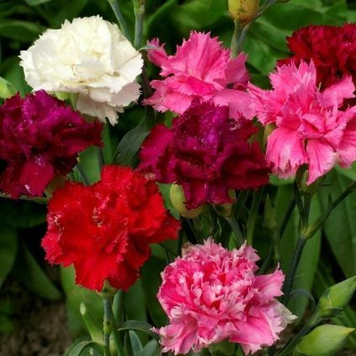 XOLDA Exotic carnation Seed(15 per packet)