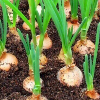 KNESSiN F1 Hybrid Rijnsburger Giant Onion Seeds for Terrace Gardening-(2400 Seeds) Seed(2400 per packet)