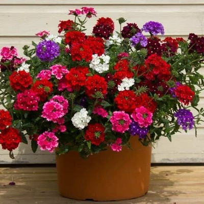 Lorvox trailing verbena Seed(120 per packet)