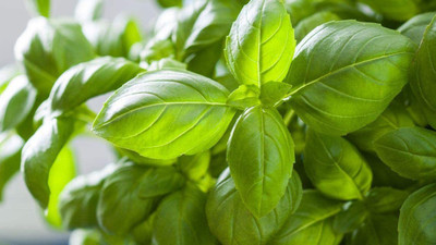 VibeX ® XLR-42 Heirloom Lemon Basil Seeds Seed(1000 per packet)