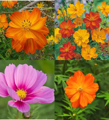 ibains Cosmos seed for planting biij 10 Seed(10 per packet)