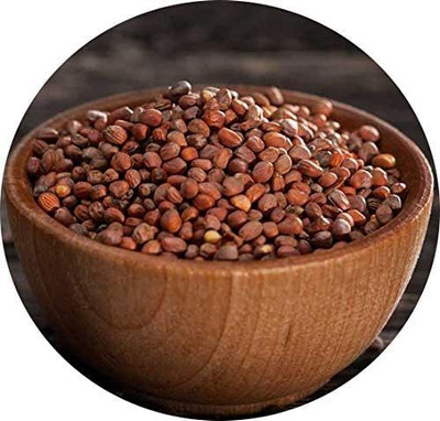 CYBEXIS NDIR-51 - Radish Sprouting | Non GMO - (750 Seeds) Seed(750 per packet)