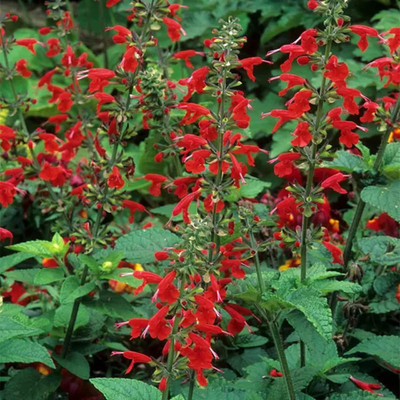 Qualtivate HYB-7A Lady-in-Red Salvia Texas Sage Seed(100 per packet)