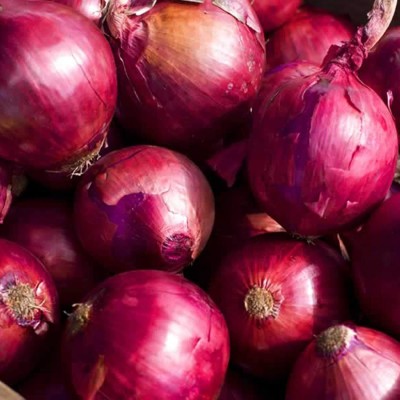 KNESSiN Giant Red Onion Spanish Seed(200 per packet)