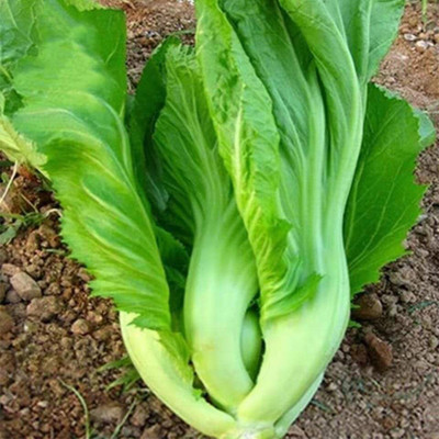 VibeX PAU-62 - Chinese Mustard - Small Gai Choi - (2250 Seeds) Seed(2250 per packet)