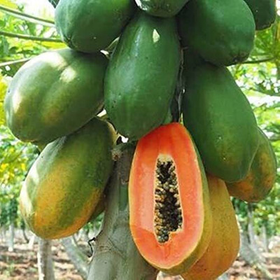 Pbevergreen RED LADY F1 HYBRID PAPAYA TAIWAN 786 VARIETY SEEDS Seed(150 per packet)