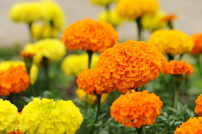 Qualtivate LX-5 Crackerjack Marigold Seeds Seed(500 per packet)